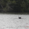 212 LOANGO Inyoungou Lagune Ngove Hippopotame Hippopotamus amphibius 12E5K2IMG_79502wtmk.jpg